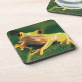 赤い目のアマガエル コースター (左側)