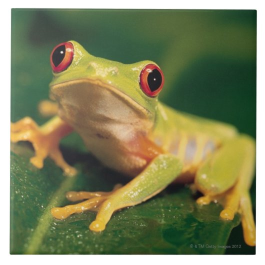 赤い目のアマガエル タイル (正面)