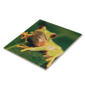 赤い目のアマガエル タイル (側面)