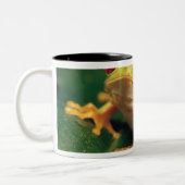 赤い目のアマガエル ツートーンマグカップ (左)