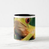 赤い目のアマガエル ツートーンマグカップ (中央)