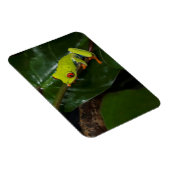 赤い目のカエルを茎に マグネット (右側)