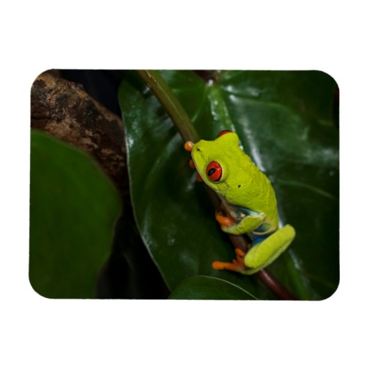 赤い目のカエルを茎に マグネット (横)