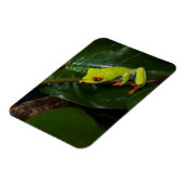 赤い目のカエルを茎に マグネット (左側)