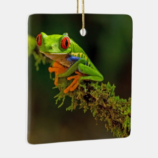 赤い目のツリーカエルの写真 セラミックオーナメント (右)