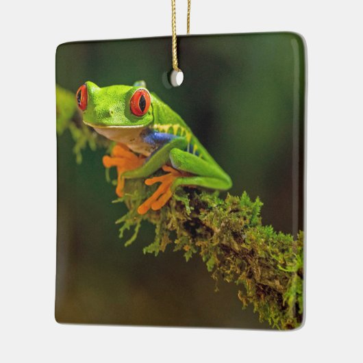 赤い目のツリーカエルの写真 セラミックオーナメント (左)