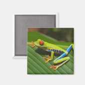 赤い目をしたカエルの葉を閉じる マグネット (正面/裏面)