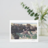 赤い砂漠、WY – 野生のパロミノのタリオンを捕獲 ポストカード (スタンド正面)