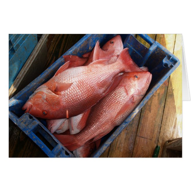 赤い空白のスナッパの背景を持つカード (正面横)