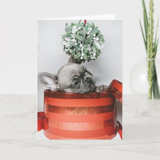 赤い箱の中にかわいい灰色の子犬 シーズンカード (正面)