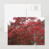 赤い紅葉の木 ポストカード (正面/裏面)