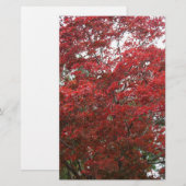 赤い紅葉の木 便箋 (正面/裏面)