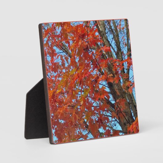 赤い紅葉 フォトプラーク (正面)