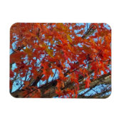 赤い紅葉 マグネット (横)