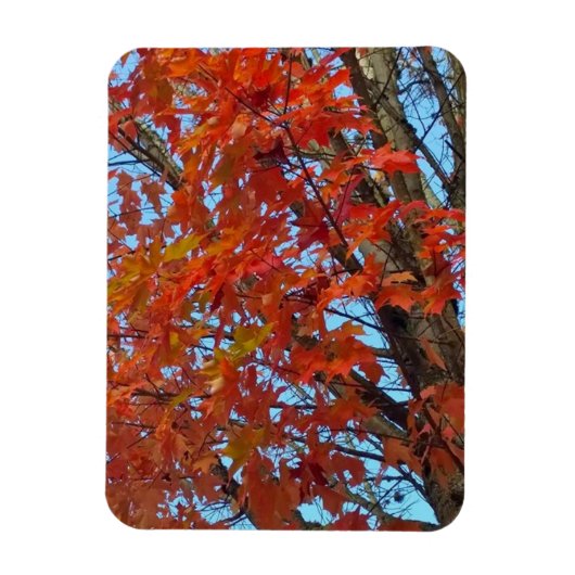 赤い紅葉 マグネット (縦)