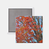 赤い紅葉 マグネット (正面/裏面)