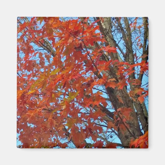 赤い紅葉 マグネット (正面)