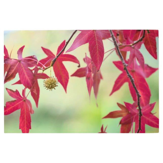 赤い紅葉 メタルプリント (正面)