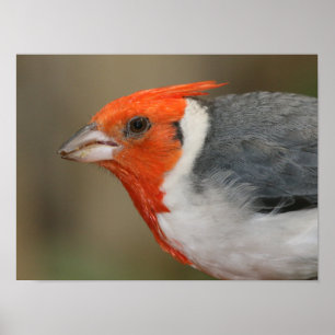 赤い紋付き(鳥)ショウジョウコウカンチョウ ポスター