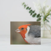 赤い紋付き(鳥)ショウジョウコウカンチョウ ポストカード (スタンド正面)