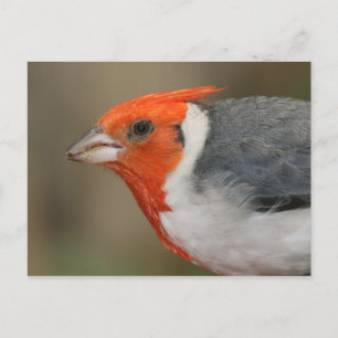 赤い紋付き(鳥)ショウジョウコウカンチョウ ポストカード