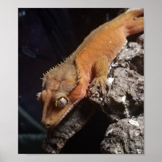 赤い紋付のゲッコのポスター ポスター