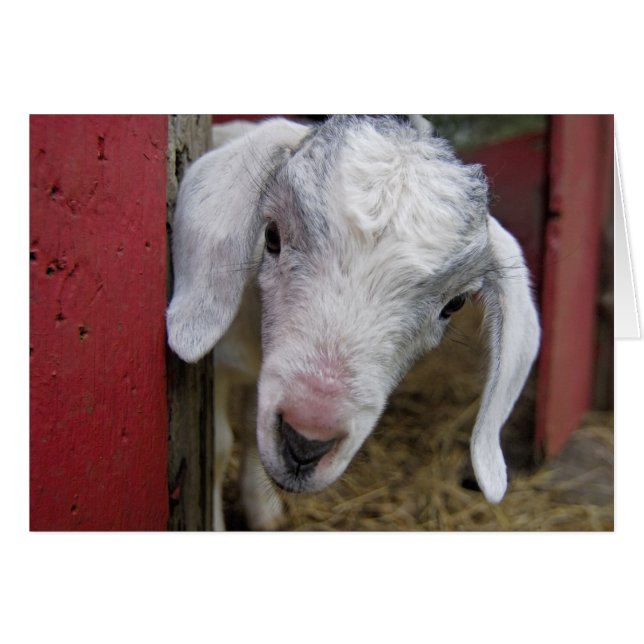 赤い納屋からのベビーのヤギのピーク (正面横)