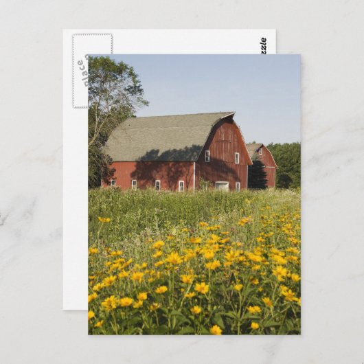 赤い納屋と黄色の野花 ポストカード (正面/裏面)