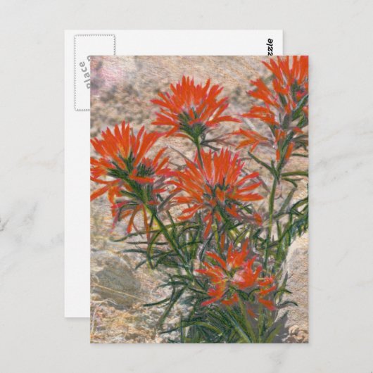 赤い絵筆はがき ポストカード (正面/裏面)