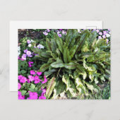 赤い縁付きソレルピンクのインパティエンズフラワーガーデン ポストカード (正面/裏面)