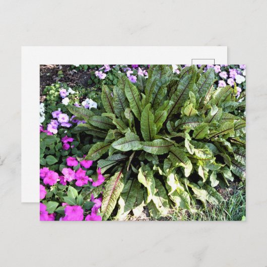 赤い縁付きソレルピンクのインパティエンズフラワーガーデン ポストカード (正面/裏面)