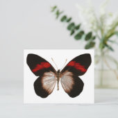 赤い縞模様のペレカスタマイズート –  ポストカード (スタンド正面)