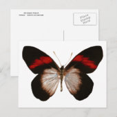 赤い縞模様のペレカスタマイズート –  ポストカード (正面/裏面)