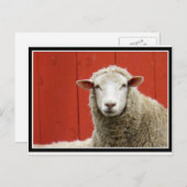 赤い羊 ポストカード (正面/裏面)