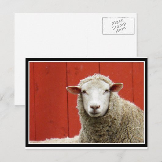 赤い羊 ポストカード (正面/裏面)