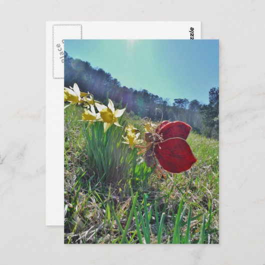 赤い翼の妖精と水仙 ポストカード (正面/裏面)