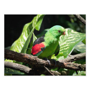 赤い翼を持つハ鳥の木の枝での一枚 フォトプリント