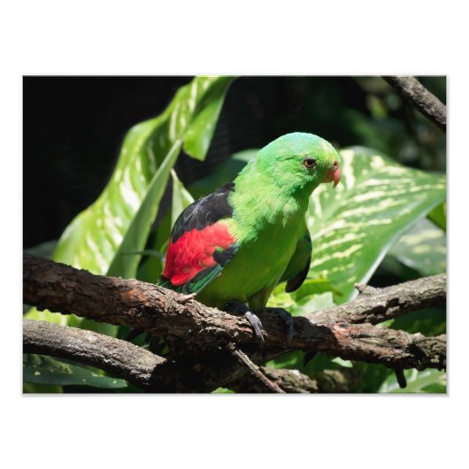 赤い翼を持つハ鳥の木の枝での一枚 フォトプリント            (正面)