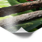 赤い翼を持つハ鳥の木の枝での一枚 フォトプリント            (角)