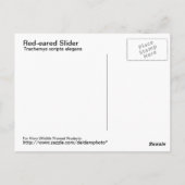 赤い耳のスライダポストカード ポストカード (裏面)