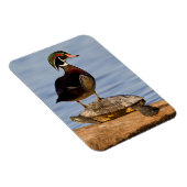 赤い耳のスライダーに立つ木のアヒルの雄 マグネット (右側)