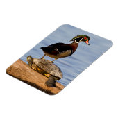 赤い耳のスライダーに立つ木のアヒルの雄 マグネット (左側)