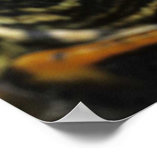 赤い耳のスライダー、Traachemys scripta elegans, 2 ポスター (角)