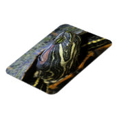 赤い耳のスライダー、Traachemys scripta elegans, 2 マグネット (左側)