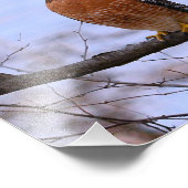 赤い肩のタカ（サテン）写真Enlar フォトプリント (角)