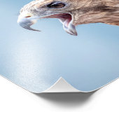 赤い肩のタカ(10x) フォトプリント            (角)