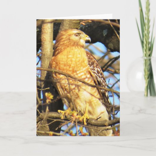 赤い肩の鷹のグリーティングカード カード (正面)