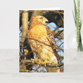 赤い肩の鷹のグリーティングカード カード