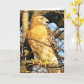 赤い肩の鷹のグリーティングカード カード (黄色い花)