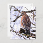 赤い肩掛けの鷹の葉書 ポストカード (正面/裏面)